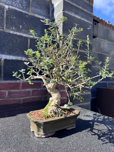 Bonsai - European Olive