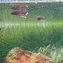 betta Image 2