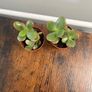Mini jade plant house plant Image 2