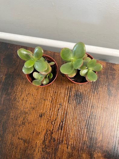 Mini jade plant house plant
