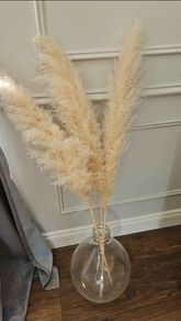 pampas grass