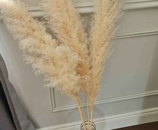 pampas grass