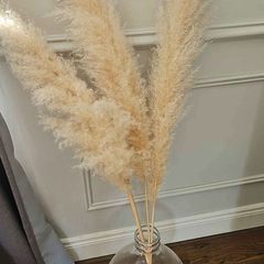 pampas grass