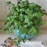 Turtle Vine. Tradescantia Callisia repens.House plant. Image 10