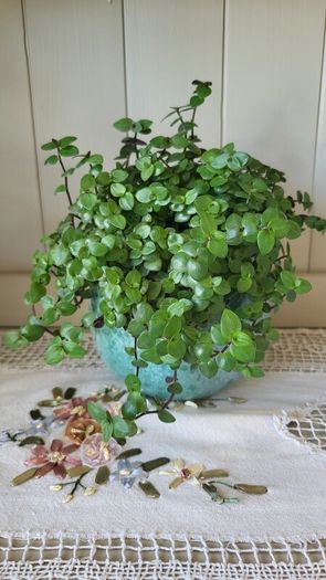 Turtle Vine. Tradescantia Callisia repens.House plant.