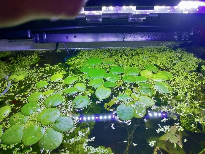 aquarium plants