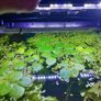aquarium plants Image 8