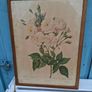2 x Vintage Botanical Prints Image 2