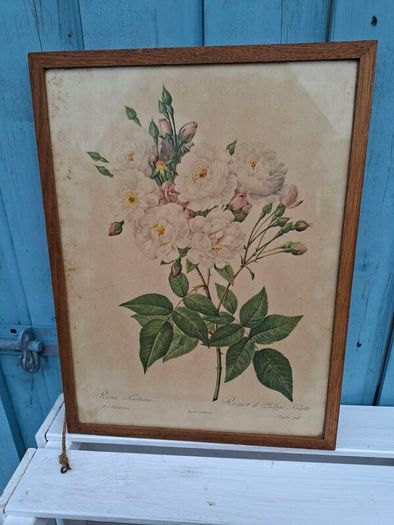 2 x Vintage Botanical Prints