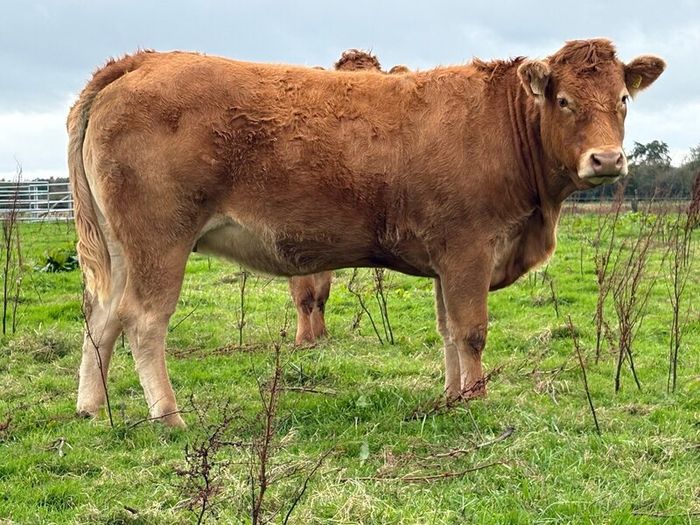 5 smashing incalf heifers