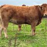 5 smashing incalf heifers Image 3
