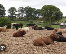 Woodchip