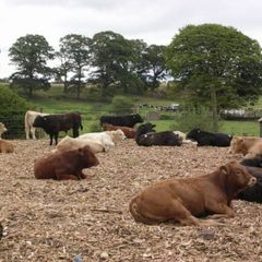 Woodchip
