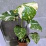 Monstera Thai Constellation Plant Image 3