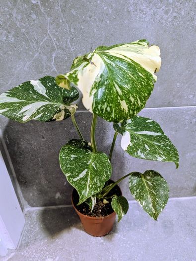 Monstera Thai Constellation Plant
