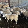 Easycare sheep Image 8