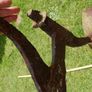 ANTIQUE FORGED IRON FARM WHEEL Rustic Garden Art Beautiful to Display in Your Garden Image 10
