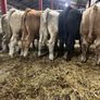 Seven Charlaois Bull Weanlings Image 3