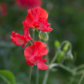 (S) Sweet Pea Red Seeds 3g (184786)