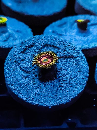 Space Chaos zoa