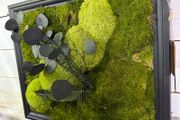 Classic Beauty 40x50cm - natural moss
