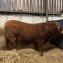 1 Pedigree limousin bull Image 4
