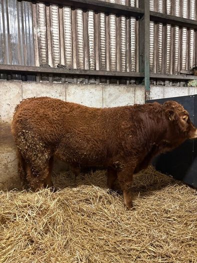 1 Pedigree limousin bull