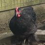 11 week old black pekin rooster Image 2