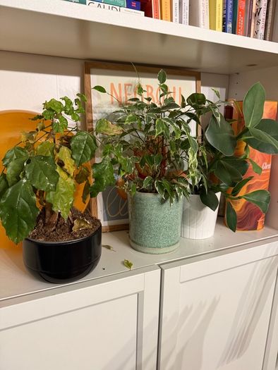 Plants for sale