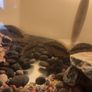 pet adoption .American Cichlids Image 5