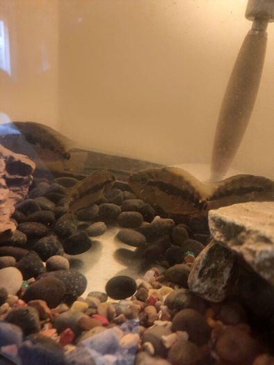 pet adoption .American Cichlids