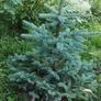 Blue Spruce (Picea Pungens Glauca) Image 6