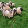 Ewe lambs Image 3