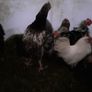 Poultry Image 9