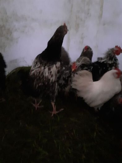 Poultry