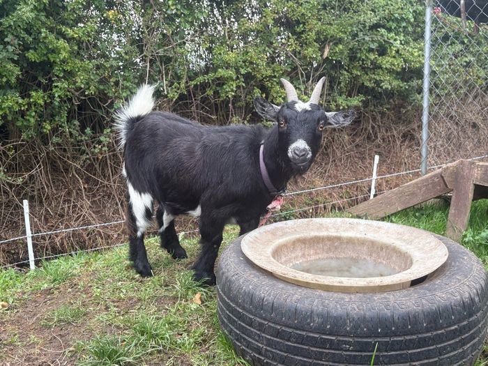 Pygmy goat female -