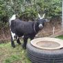 Pygmy goat female - Image 2