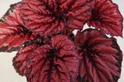 Begonia