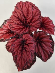 Begonia