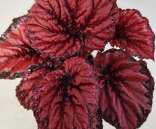 Begonia