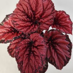 Begonia