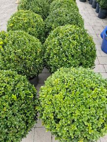 Buxus