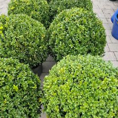 Buxus