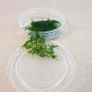 Aquaristc mosses Image 5