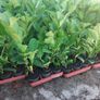 Laurel Hedging Image 5