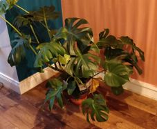 Large Cheese Plant