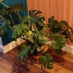 Large Cheese Plant