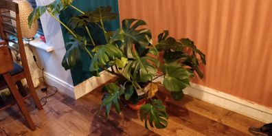 Large Cheese Plant