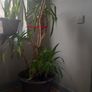 real big yuka plus pot Image 3
