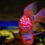 fish tank Image 5